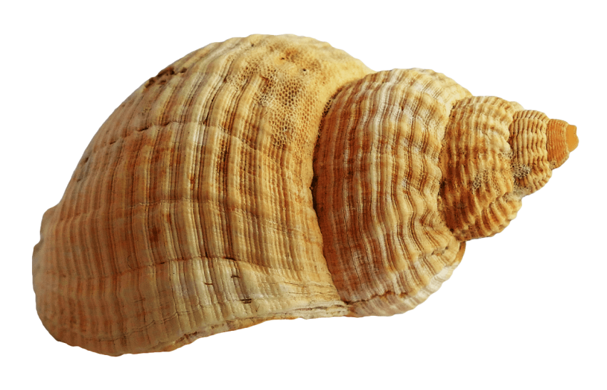 seashells clipart one object