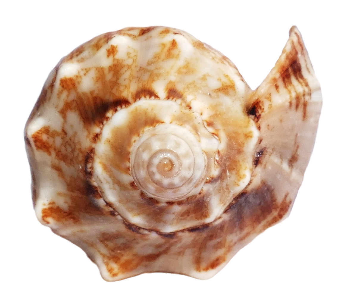 shell clipart natural