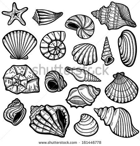 seashells clipart one object