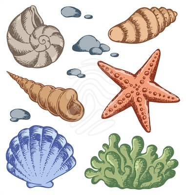 seashells clipart pastel
