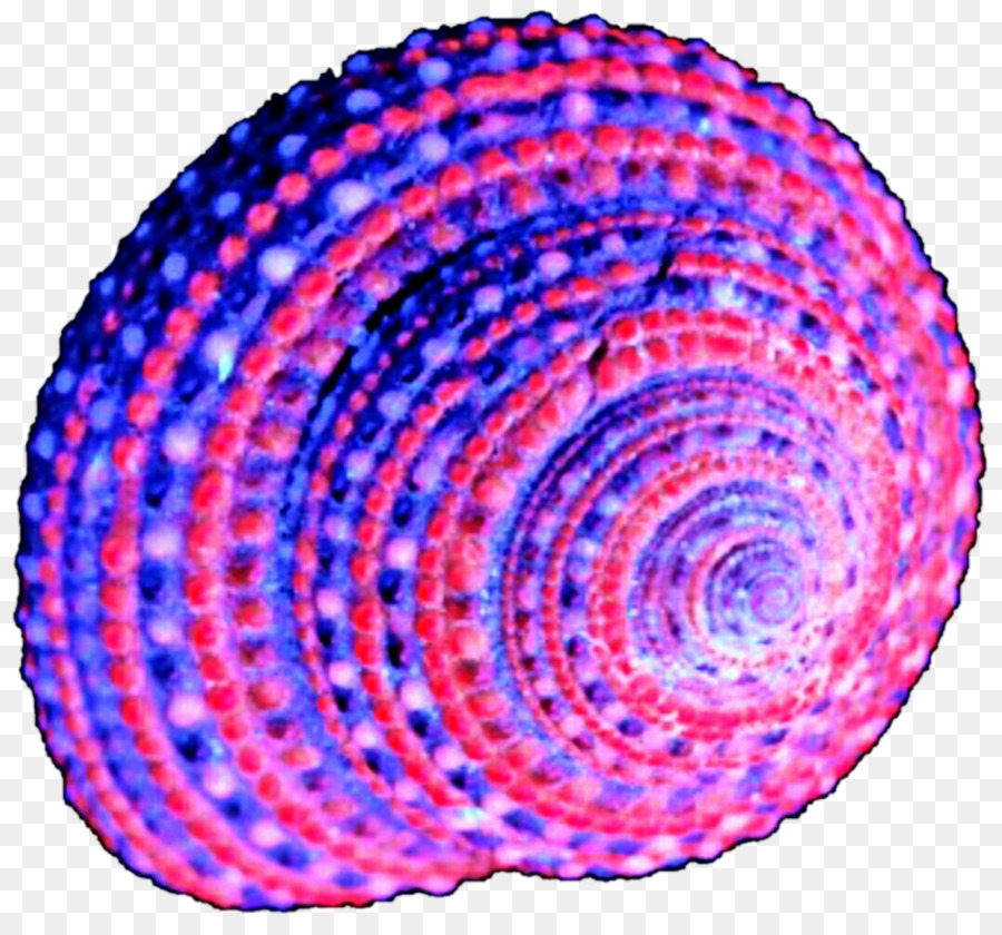seashells clipart purple