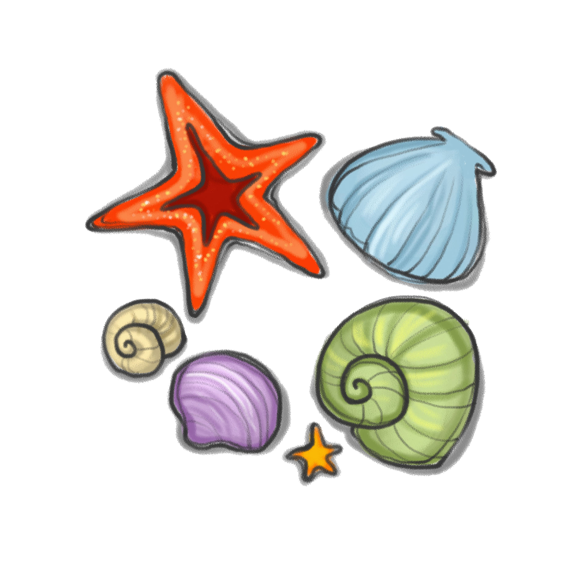 seashells clipart sea plant 2017803. 
