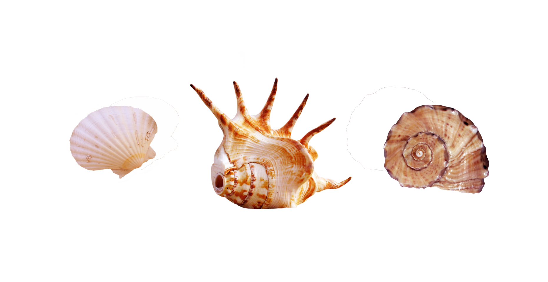 seashells clipart seaside