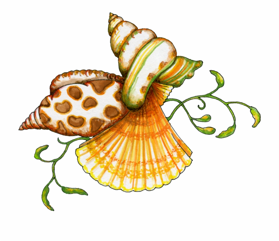 seashells clipart seaside