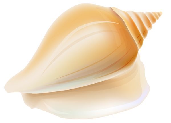 Seashells clipart shell beach. Transparent seashell sea shells