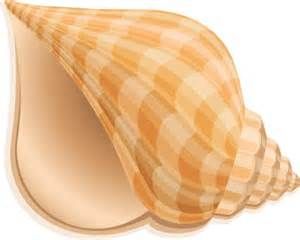seashells clipart shell conch