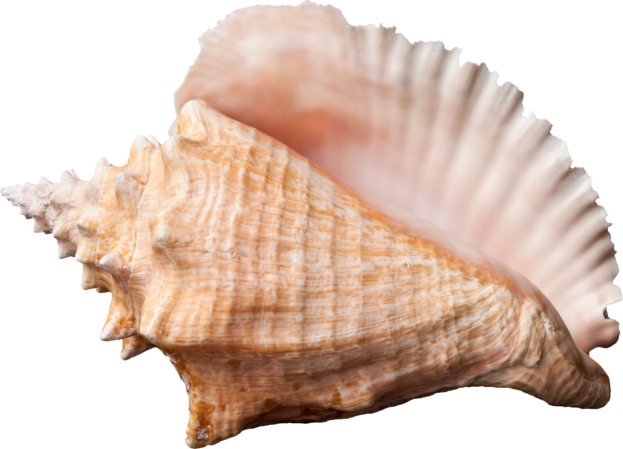 shell clipart transparent background