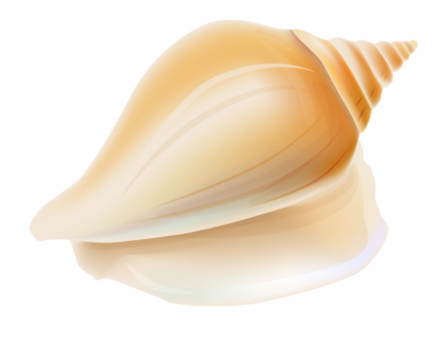 seashells clipart shell conch