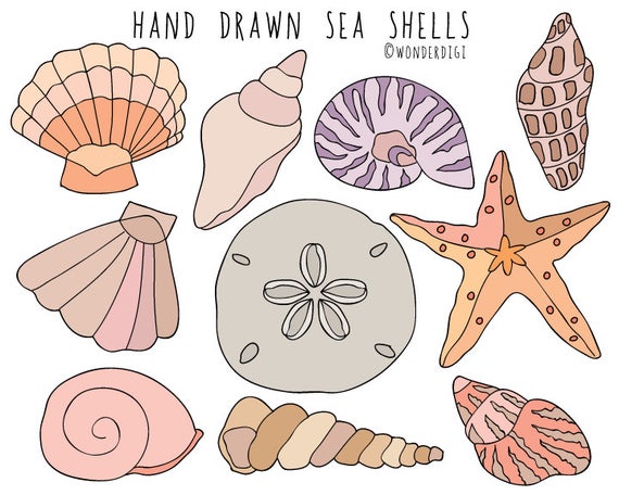 Seashells clipart shell sea. Shells hand drawn clip
