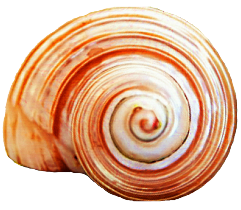 seashells clipart shell spiral