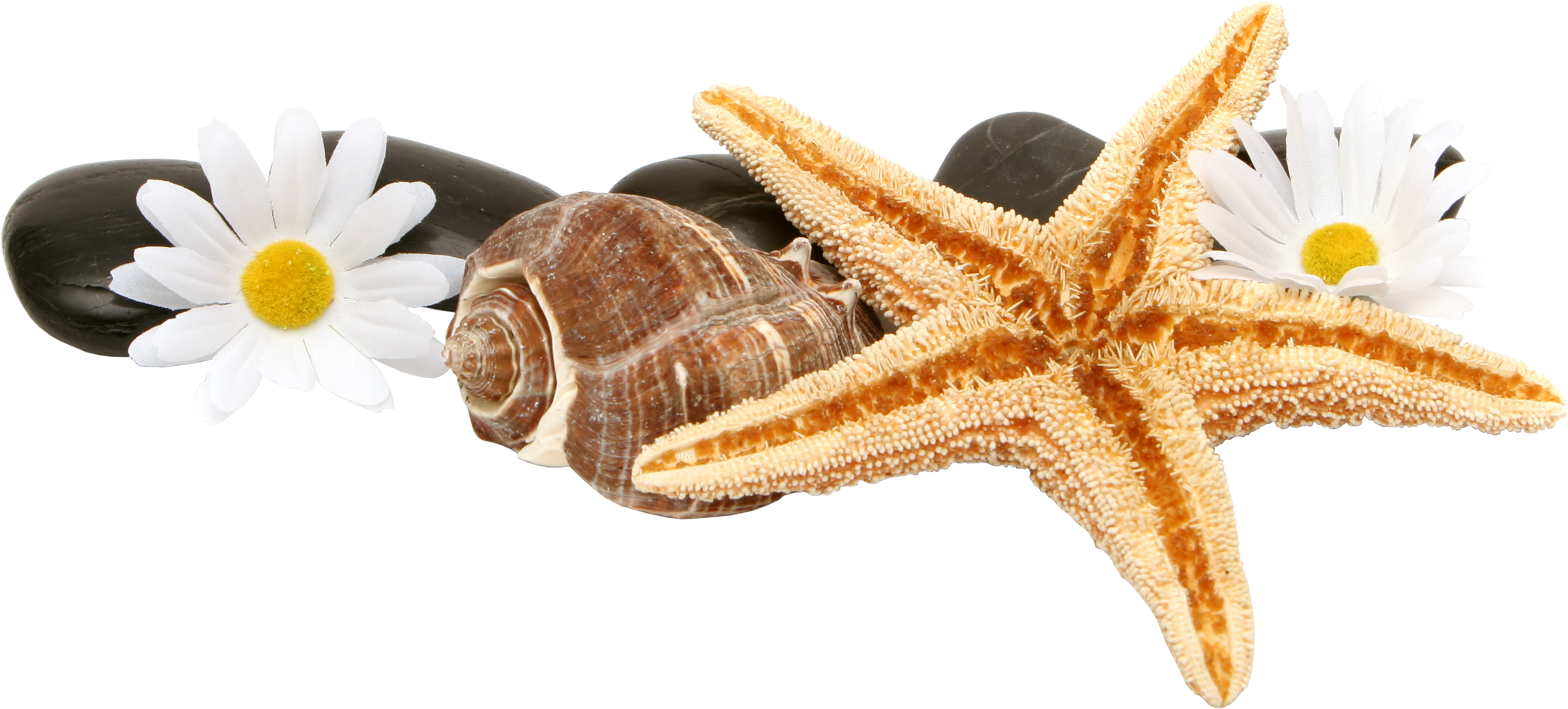 seashells clipart shell starfish