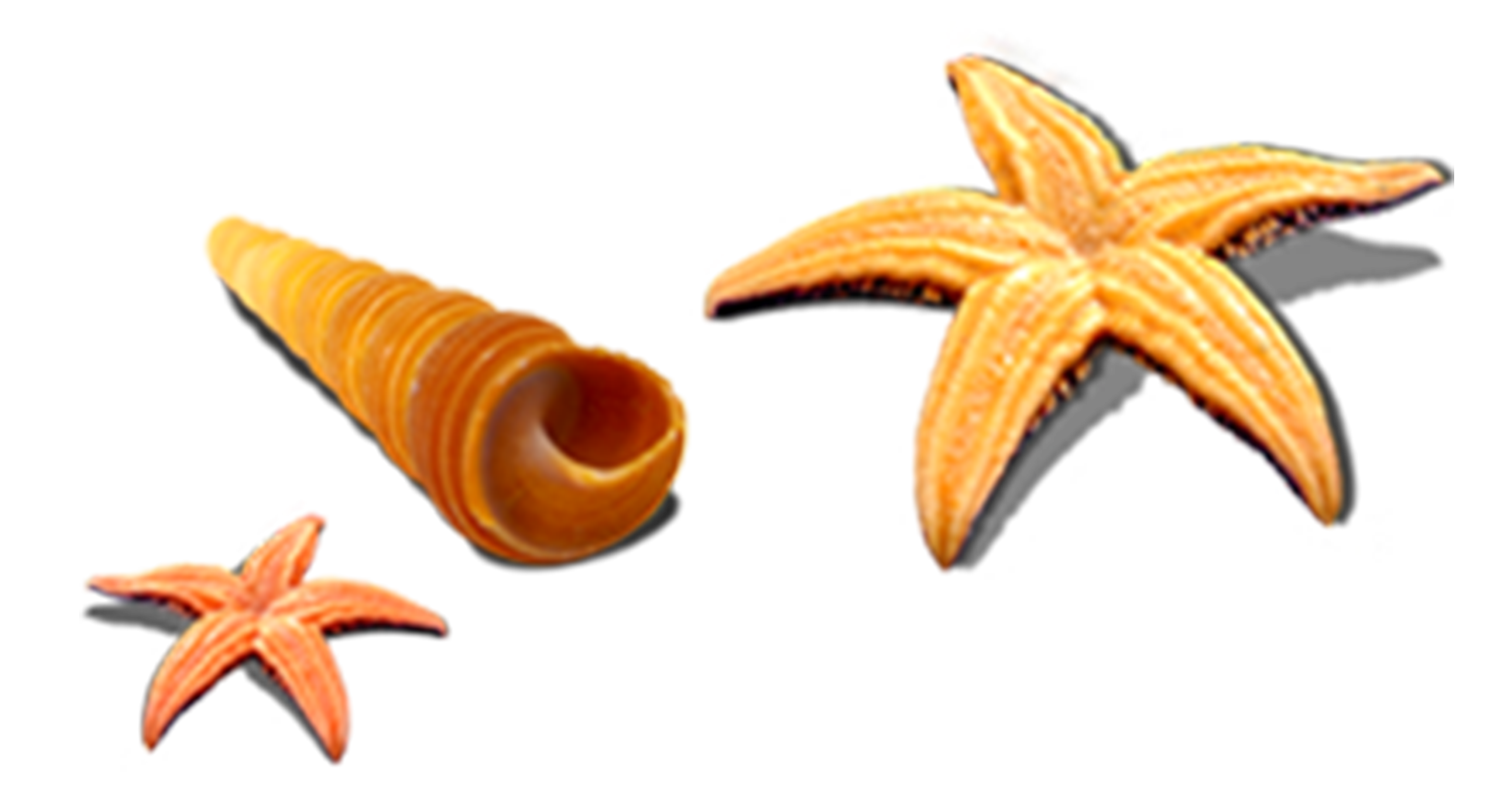 seashells clipart shell starfish