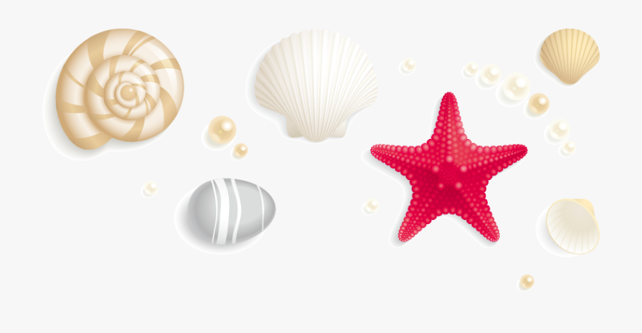 seashells clipart shell starfish