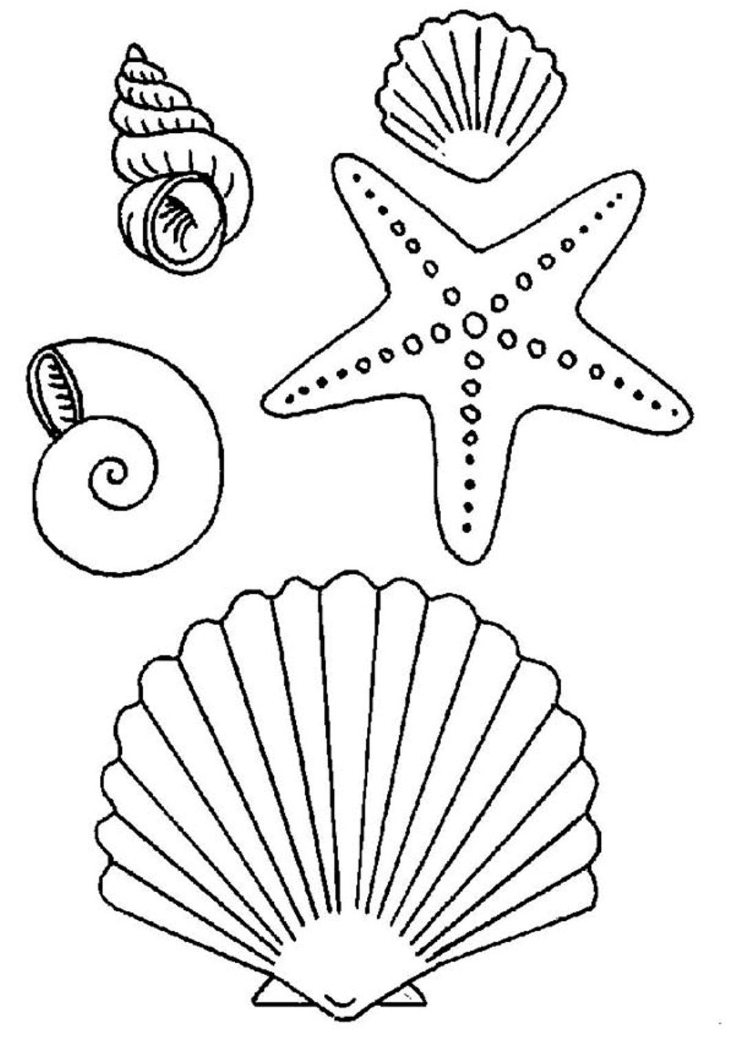 seashells clipart simple
