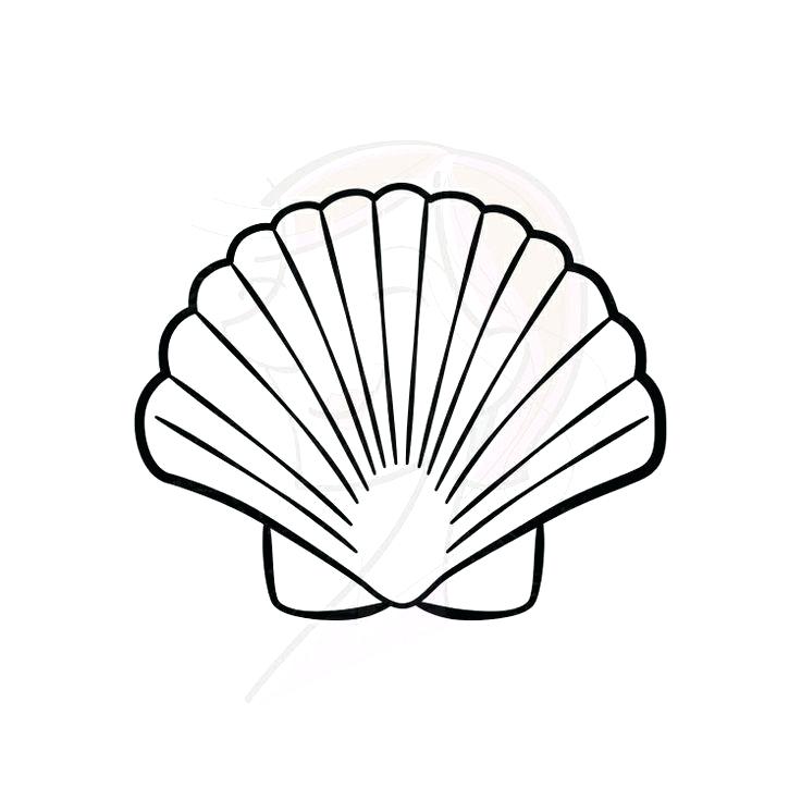 seashells clipart simple