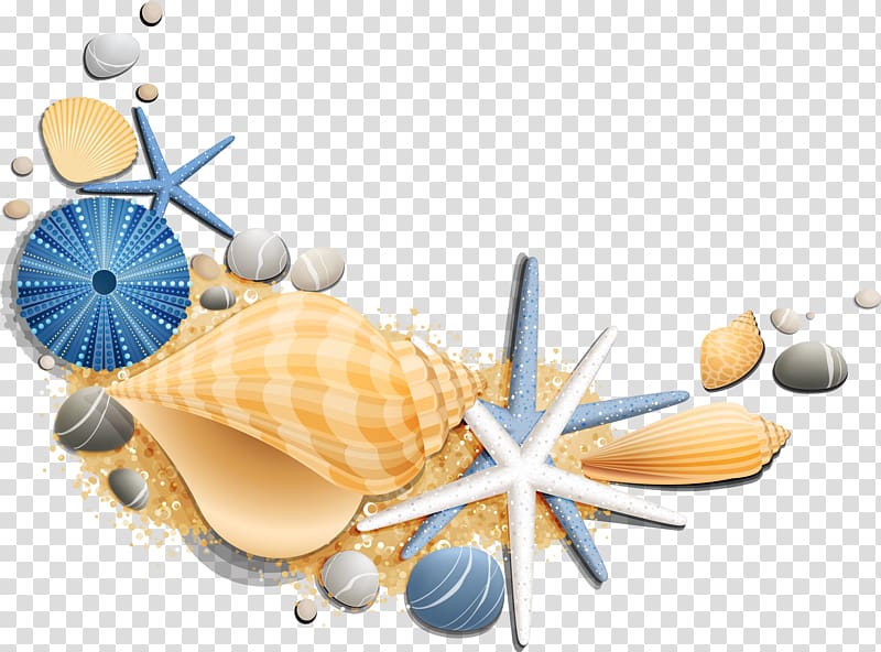 seashells clipart summer