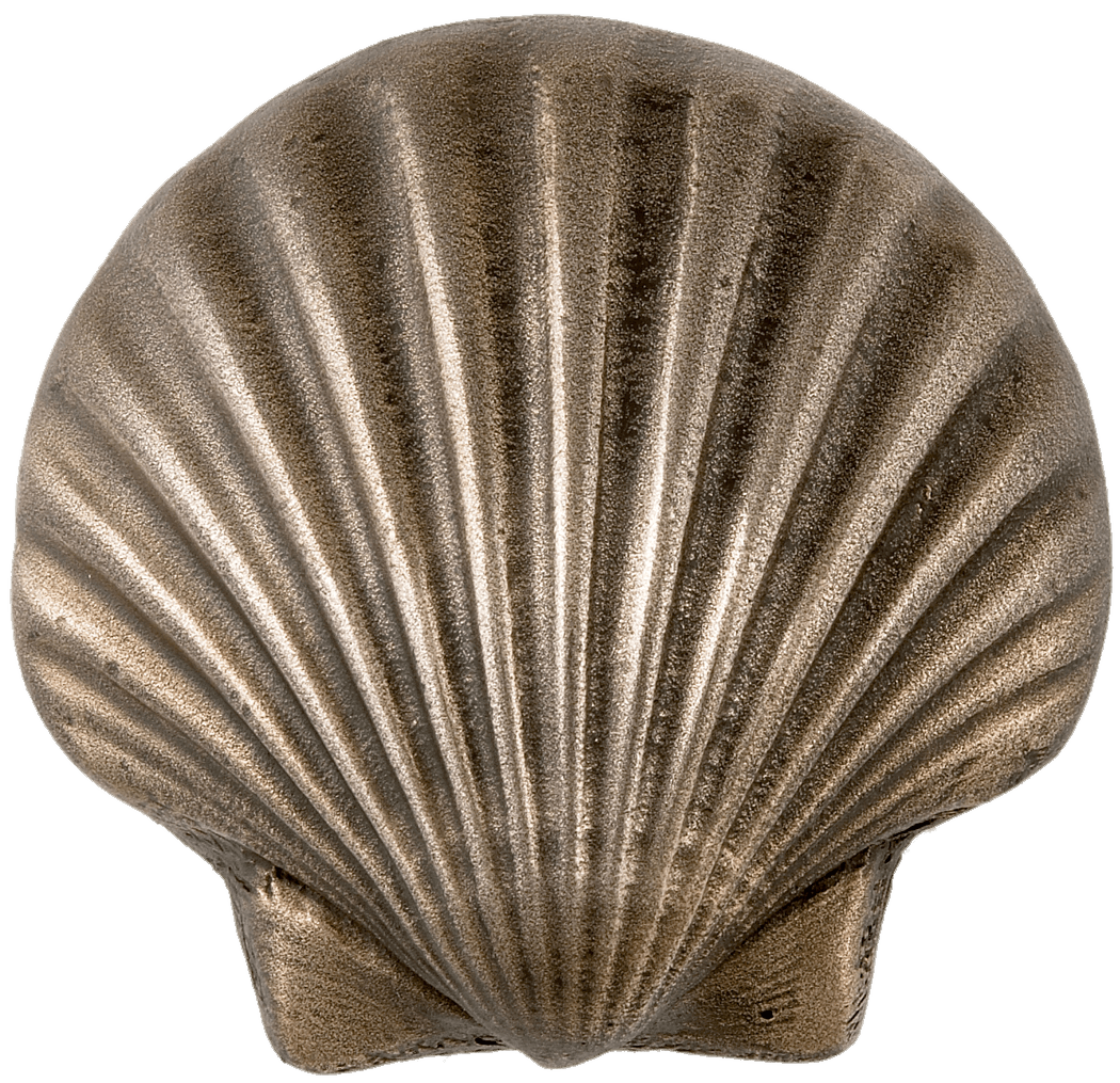 seashells clipart transparent tumblr