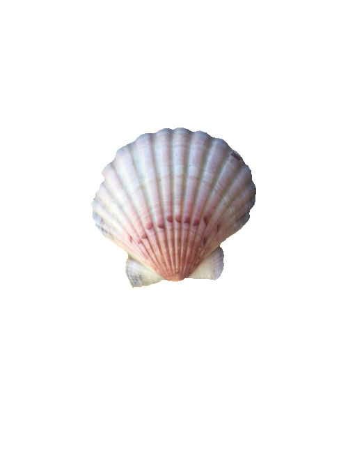 seashells clipart transparent tumblr