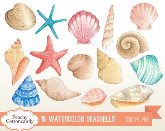 seashells clipart watercolor