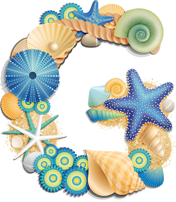 seashells clipart watercolor