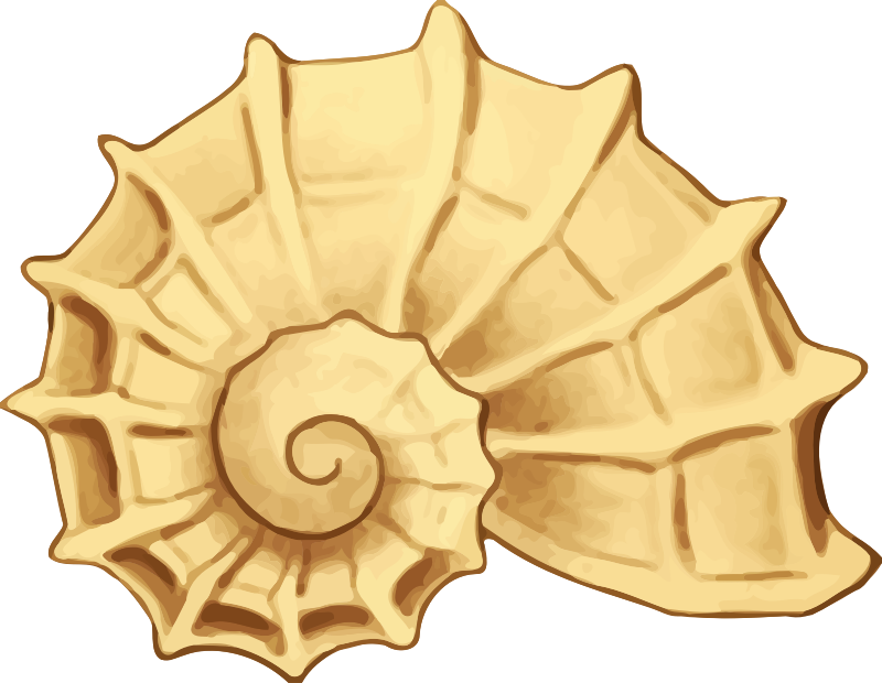 shell clipart seashellclip