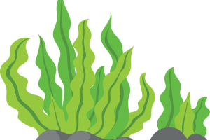 seaweed clipart