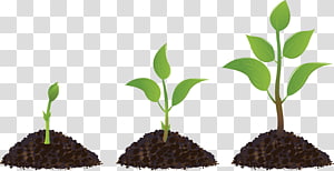 Seedling clipart background. Sprouting plant transparent png