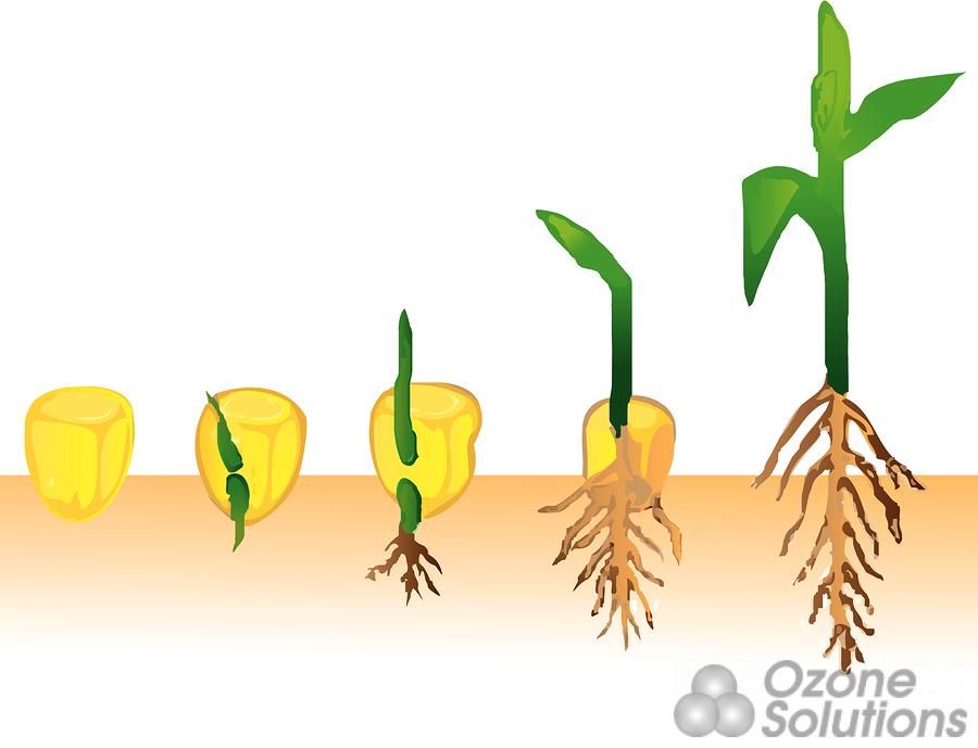 Ozone treatment on corn. Seedling clipart germination process