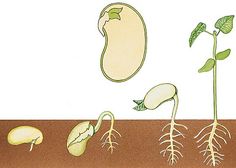 Seedling clipart germination process. Free cliparts download clip