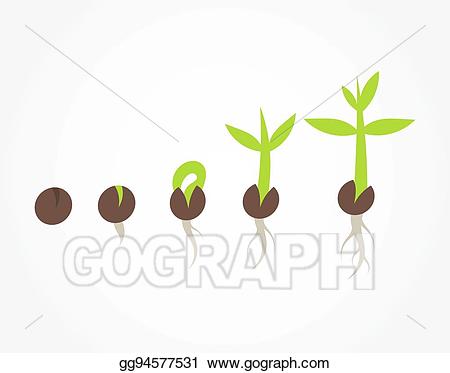 Vector stock plant seed. Seedling clipart germination process