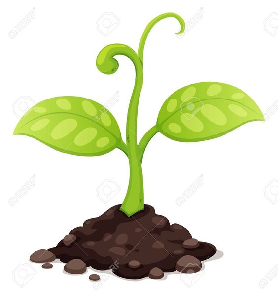 seedling clipart growth rate