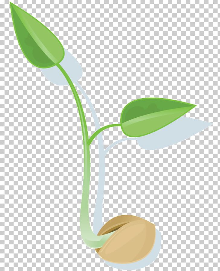 Leaf seed germination png. Seedling clipart healthy plant