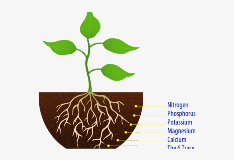 Seedling clipart in ground. Soil simple plant with