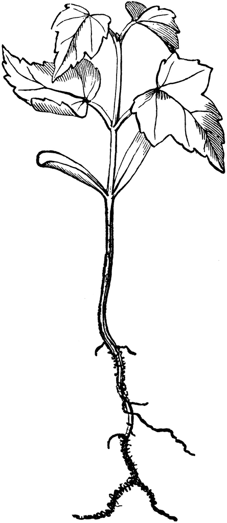 seedling clipart leaf stem