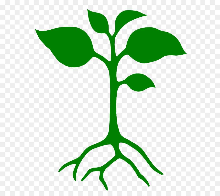 Seedling clipart leaf stem. Green background 