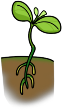 Seedling clipart lima bean plant. Cartoon x png 