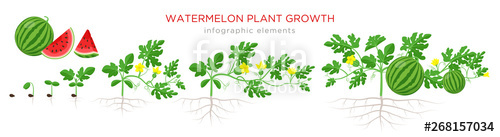 seedling clipart mature plant