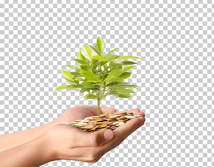 seedling clipart money plant