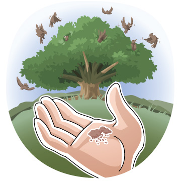 Seedling clipart mustard seed. Free cliparts download clip