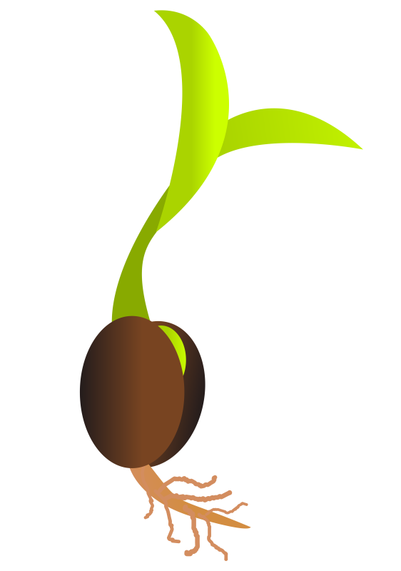 seedling clipart mustard seed