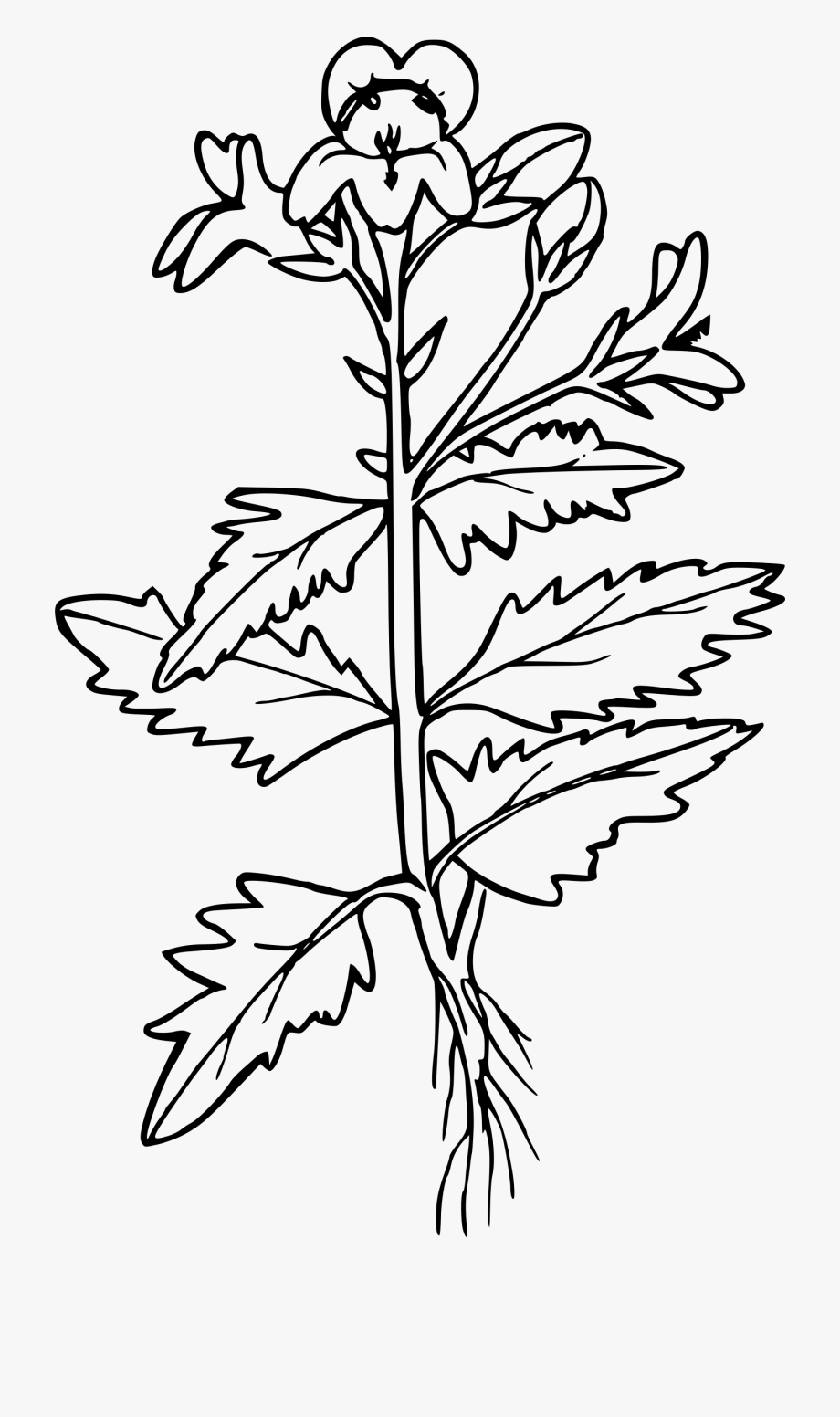 Plant transparent cartoon . Seedling clipart mustard seed