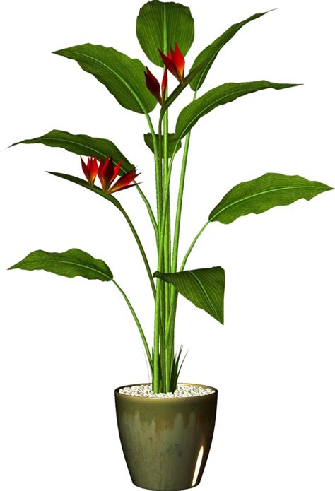 seedling clipart office plant