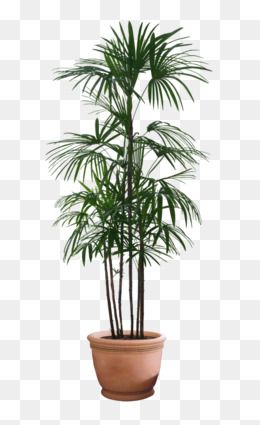 seedling clipart office plant