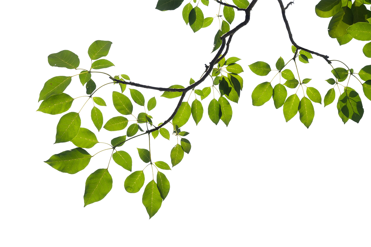 seedling clipart plant fertilizer