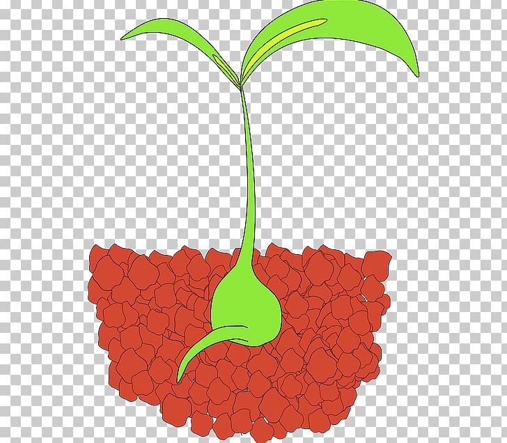 seedling clipart plant nutrient