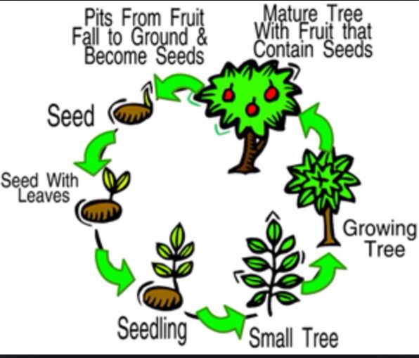 seedling clipart plant reproduction