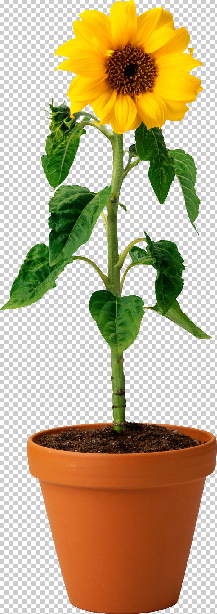 seedling clipart plant reproduction