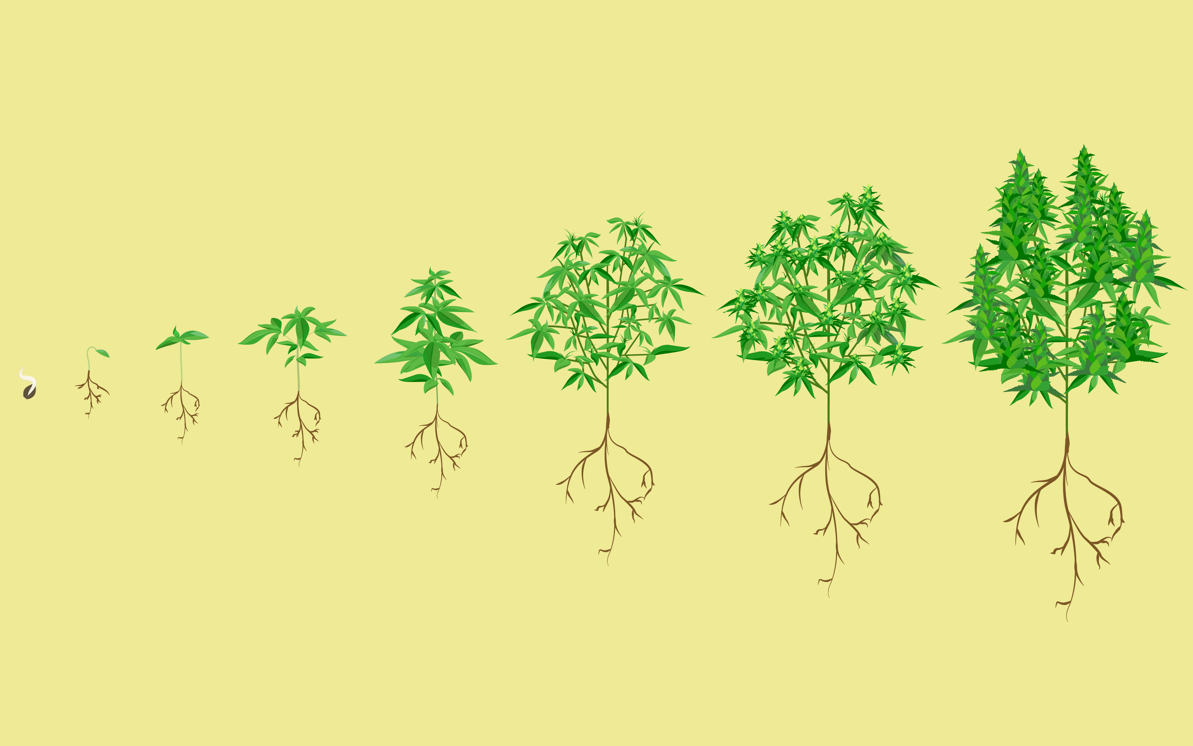 Seedling clipart plant stage. Stages of the cannabis