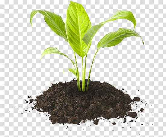 seedling clipart potted herb