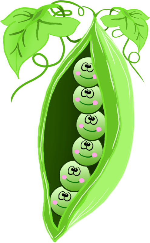 seedling clipart rubber plant